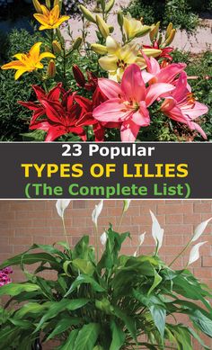 three different types of lilies with text overlay that reads 23 popular types of lilies the complete list