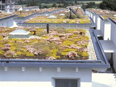 a green roof with lots of plants growing on it