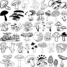 Mushroom Svg Bundle, Mushroom Clipart, Mushroom Svg cut files for Cricut, Magic Mushroom, Floral Mushrooms, Celestial mushroom, Mushroom People Drawings, Fall Tattoos, Mushrooms Illustration, Mushroom Blanket, Scandinavian Artwork, Mushroom Svg, Cute Mushrooms, Mushroom Clipart, Cheer Posters