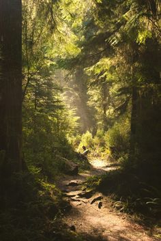 the sun shines through the trees in the forest on a path that is surrounded by rocks and grass