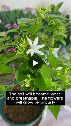 the soil will become loose and breatheable, the flowers will grow very quickly video