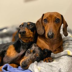 three dachshunds laying on top of a blanket looking up at the camera