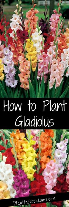 colorful gladiolus flowers with text overlay reading how to plant gladiolus