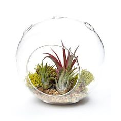 an air plant in a glass bowl filled with rocks