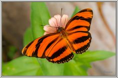 an orange and black butterfly sitting on top of a green leaf