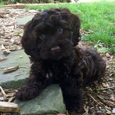 a small black dog laying on top of a rock