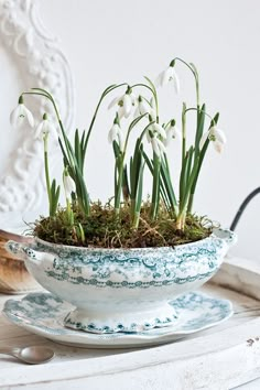 a bowl filled with snowdrops on top of a wooden table next to a cup and saucer