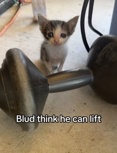 a small kitten standing on top of a metal object with the caption budd think he can lift