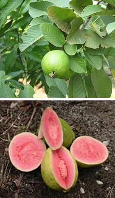 there are three different types of fruit growing on the tree and in the ground next to each other