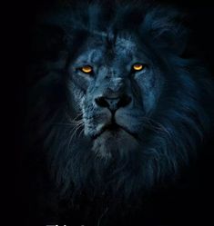 a black lion with yellow eyes is looking at the camera while it's dark