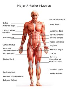 Body Muscle Anatomy, Muscle Diagram, Human Muscle Anatomy, Muscular System