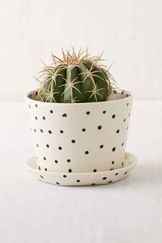 a cactus in a polka dot pot on a white background