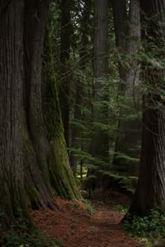 a path in the middle of a forest with tall trees on both sides and green moss growing all around