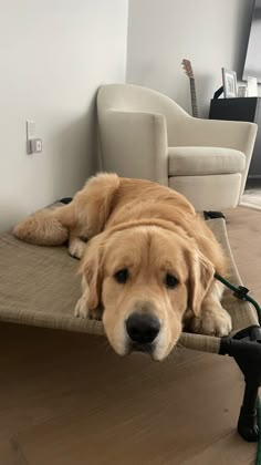 a large brown dog laying on top of a bed