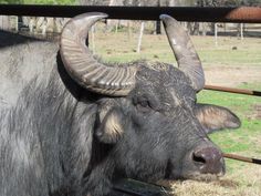 an animal with large horns is eating hay