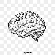 a black and white drawing of a brain