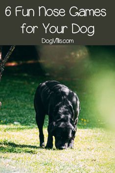 a black dog eating grass with the words, 6 fun nose games for your dog