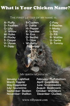 an image of a bird with the words what is your chicken name?