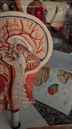 a model of the human head is shown in front of an open book on a table