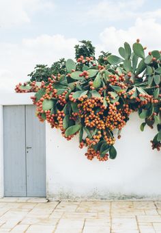 a bunch of fruit hanging from the side of a building next to a tree with green leaves on it