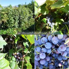 four pictures of grapes growing in the field