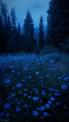 a field full of blue flowers with trees in the background at night, lit up by bright lights