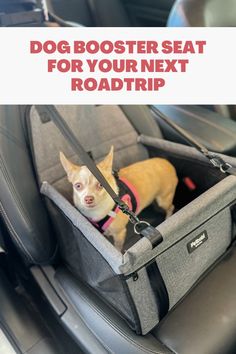 a small dog sitting in the back seat of a car