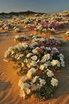 flowers in the desert with an interesting quote on it's screen, that reads evening primrose and dunes in the mojave desert