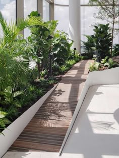 the walkway is lined with tropical plants and trees