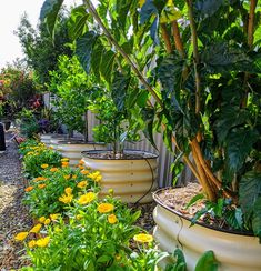 a row of potted plants sitting next to each other