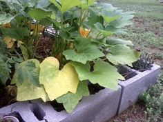 a planter filled with lots of green plants in the middle of some grass and dirt