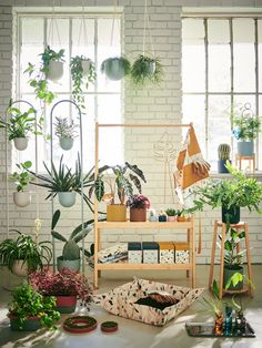 a room filled with lots of potted plants