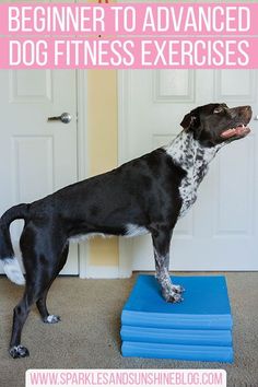 a black and white dog standing on blue exercise mats