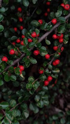 red berries are growing on the branches of a tree