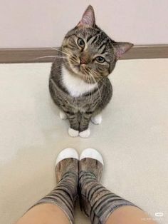 a cat sitting on the floor next to someone's feet with socks around them