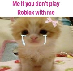 an orange kitten with glasses on it's head and the caption me if you don't play roblox with me