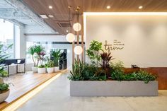 an office lobby with plants and lights