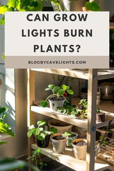 a shelf filled with potted plants and text that reads can grow lights burn plants?