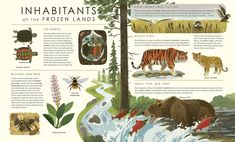 an illustrated poster with different types of animals and plants in the wild, including tigers