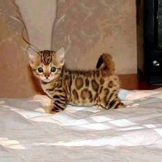 a small kitten standing on top of a bed