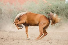 a brown horse with blonde hair running in the sand and dust behind it's back legs