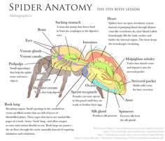 the anatomy of an animal's body and its parts labeled in this diagram, there are