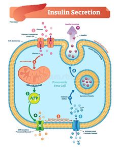 diagram of the human body and its functions