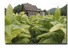 a field full of green plants next to a barn