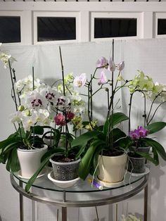 several potted orchids on a glass table in front of a white paneled wall