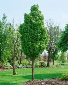 trees in a park with green grass and blue sky