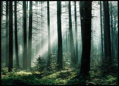 sunlight shining through the trees in a forest