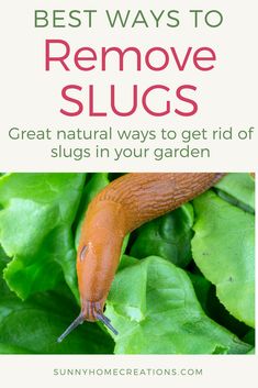 the best ways to remove slugs great natural ways to get rid of slugs in your garden