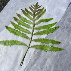 a green leaf laying on top of a piece of white paper next to a sidewalk