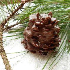 a pine cone sitting on top of snow next to a tree branch with lots of ice